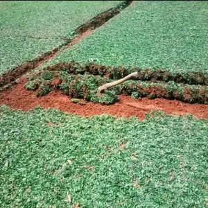 paket rumput gajah mini 10 Meter