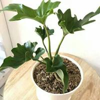 Gambar tanaman philodendron jari/philo selloum/ dari Adventist nursery Jakarta Timur 3 Tokopedia