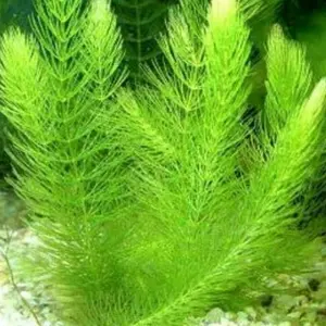 ganggang air hidryla hornwort-tanaman aquarium
