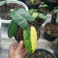 Gambar philodendron brekele variegata dari Fadilah flora Kab. Bogor 1 Tokopedia