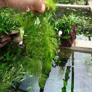 tanaman air ganggang aquascape