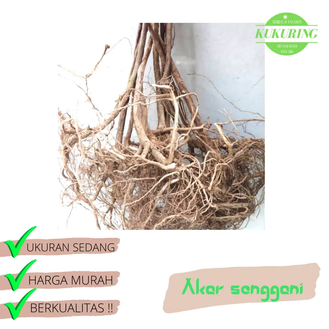 AKAR KAYU SENGGANI UNTUK AQUASCAPE RIMBUN