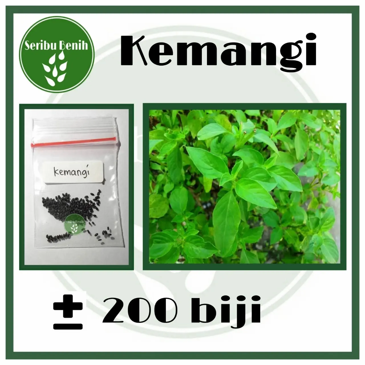 200 Benih Kemangi Lalap Unggul - Bibit Biji Repack Sayuran [ SERIBU ]