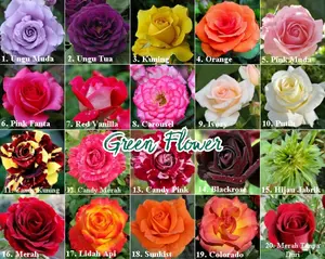 Tanaman Bunga Mawar Holland Murah