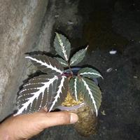 Gambar tanaman leea amabilis dari Indo Aroid Kab. Gunungkidul 1 Tokopedia