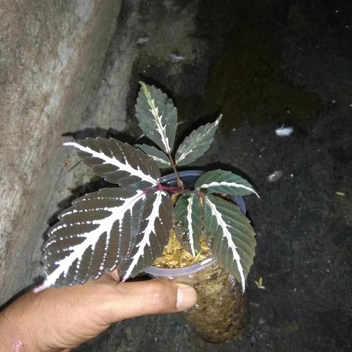 Gambar tanaman leea amabilis dari Indo Aroid Kab. Gunungkidul Tokopedia