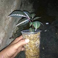 Gambar tanaman leea amabilis dari Indo Aroid Kab. Gunungkidul 2 Tokopedia