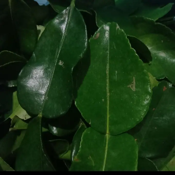 daun jeruk per 50gram