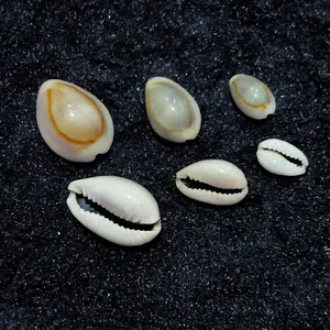 Kuwuk congklak bekel Kerang Hiasan