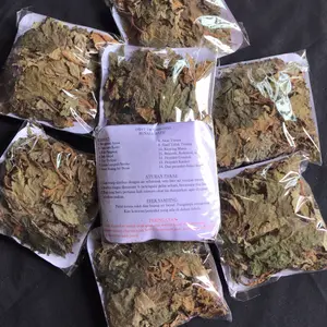 (DAUN) BENALU BATU tanpa BATANG dan AKAR|ASLI SULAWESI TENGAH