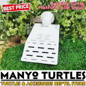 Basking turtle, Tepat jemur kura kura, Size Small