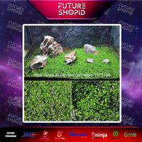 Gambar Bibit tumbuhan Akuarium Pendek dari futurestoreid Kota Tangerang Selatan 1 Tokopedia