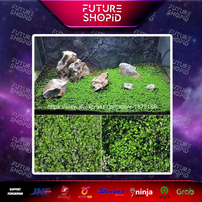 Gambar Bibit tumbuhan Akuarium Pendek dari futurestoreid Kota Tangerang Selatan Tokopedia