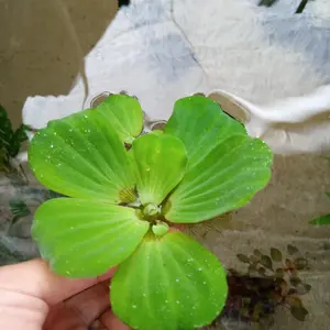 tanaman aquascape apu apu