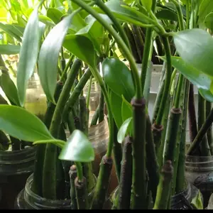 bibit mangrove tanamanfiterisasi air