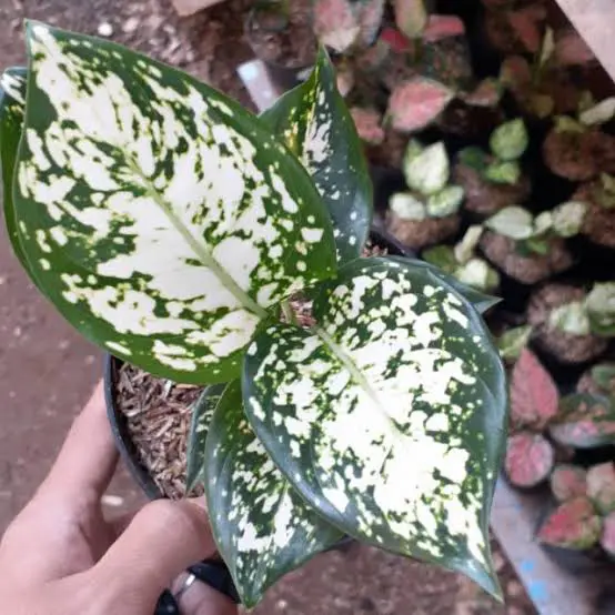 tanaman hias rumahan aglonema dud white/aglonema dud white