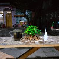 Gambar bonsai aquascape beringin mini ukuran 10x10 cm tanpa buce dari Bojong aquascape Kab. Pekalongan 4 Tokopedia