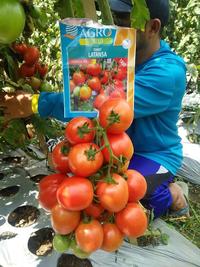 Gambar BENIH TOMAT LATANSA TAVI F1 TUNAS AGRO Urban Farming Small Pack (Tavi) dari Tunas Agro Persada Kab. Demak 4 Tokopedia