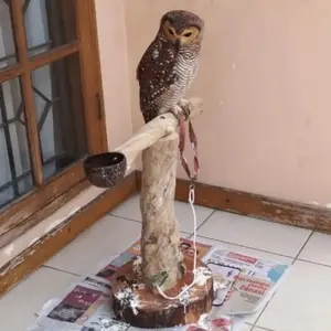 Tangkringan owl bahan kayu kopi