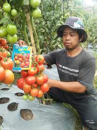 Gambar BENIH TOMAT LATANSA TAVI F1 TUNAS AGRO Urban Farming Small Pack (Tavi) dari Tunas Agro Persada Kab. Demak 3 Tokopedia