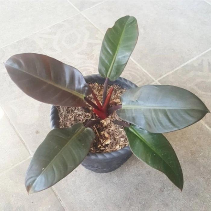 Gambar tanaman hias Phillo black Kardinal Super dari TasyaSentraTanaman Kab. Bogor Tokopedia