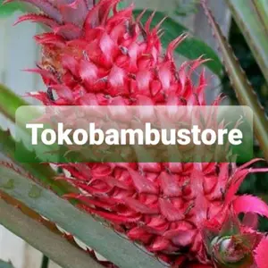 Buah nanas merah nanas pagar nanas buaya nanas hutan muda 500 gram-az