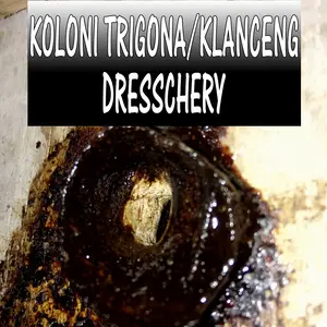 Koloni lebah dresschery dreschery dresscheri drescheri trigona klancen