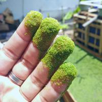 Gambar wolfia azolla wolffia 100 gram - 100 gram dari cekinbox Kab. Pangandaran 4 Tokopedia