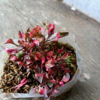 Gambar Tanaman kriminil merah, keriminil kuning, tanaman pembatas taman dari Asean Mt64 Bandung Kota Bandung 3 Tokopedia