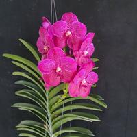 Gambar ( SPIKE/BERBUNGA ) Vanda Preecha Pink dari Sandi Orchid Garden Kota Depok 1 Tokopedia