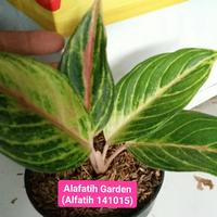 Gambar Tanaman hias aglonema kresna golden-Tanaman hias-Aglonema kresna golde dari Alfatih Garden Kab. Bogor 2 Tokopedia