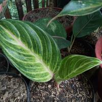 Gambar Tanaman hias aglonema kresna golden-Tanaman hias-Aglonema kresna golde dari Alfatih Garden Kab. Bogor 5 Tokopedia