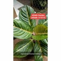 Gambar Tanaman hias aglonema kresna golden-Tanaman hias-Aglonema kresna golde dari Alfatih Garden Kab. Bogor 1 Tokopedia