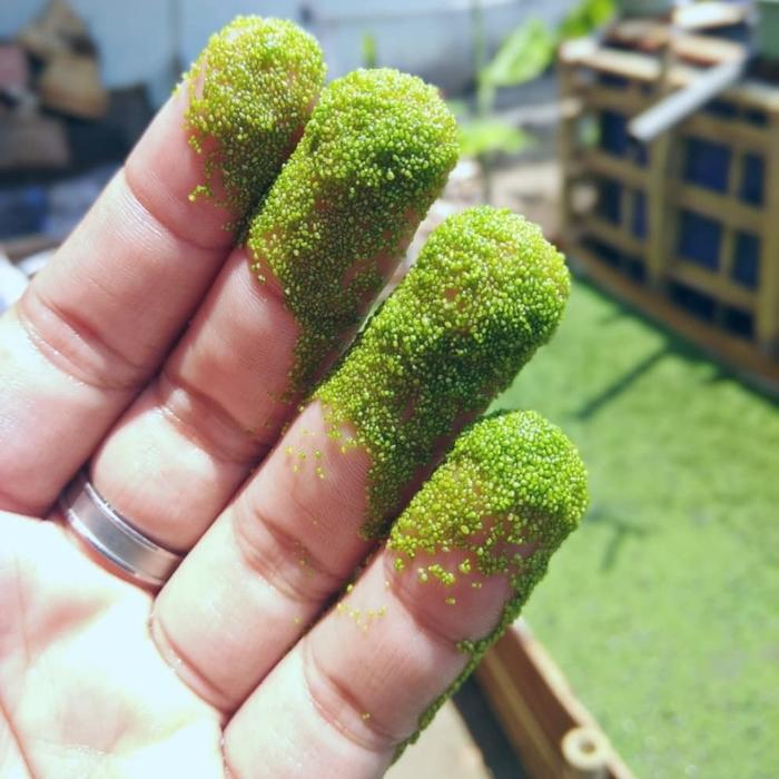 Gambar wolfia azolla wolffia 100 gram - 100 gram dari cekinbox Kab. Pangandaran Tokopedia