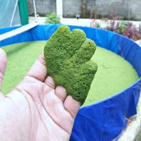 Gambar wolfia azolla wolffia 100 gram - 100 gram dari cekinbox Kab. Pangandaran 5 Tokopedia
