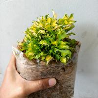 Gambar Tanaman kriminil merah, keriminil kuning, tanaman pembatas taman dari Asean Mt64 Bandung Kota Bandung 2 Tokopedia