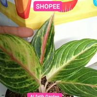 Gambar Tanaman hias aglonema kresna golden-Tanaman hias-Aglonema kresna golde dari Alfatih Garden Kab. Bogor 4 Tokopedia