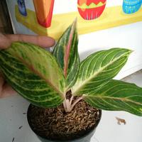 Gambar Tanaman hias aglonema kresna golden-Tanaman hias-Aglonema kresna golde dari Alfatih Garden Kab. Bogor 3 Tokopedia