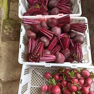 buah bit/beet root freshorganik 1 kg