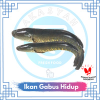 Gambar Ikan Gabus Hidup Segar Fresh - 500 Gram - JABODETABEK dari AKASYAH FRESH FOOD Jakarta Selatan 1 Tokopedia