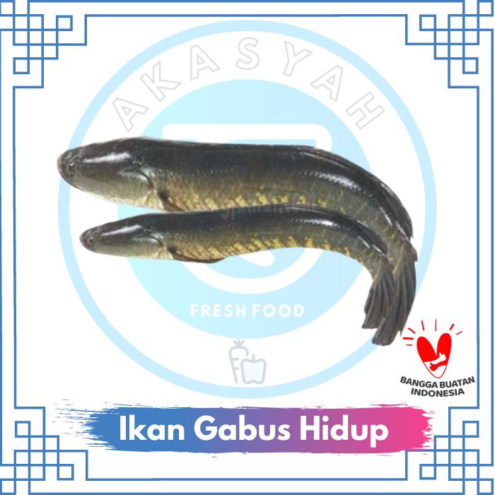 Gambar Ikan Gabus Hidup Segar Fresh - 500 Gram - JABODETABEK dari AKASYAH FRESH FOOD Jakarta Selatan Tokopedia