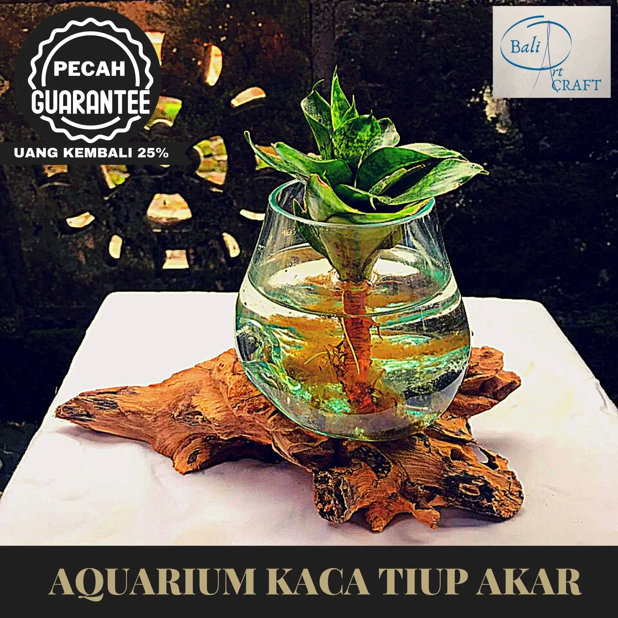 AKUARIUM IKAN CUPANG SIZE L / AQUARIUM AKAR UNIK / AQUASCAPE / VASES