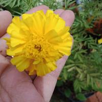 Gambar tanaman hias bunga marigold dari Nazaha collections Kab. Karawang 3 Tokopedia