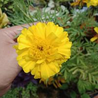 Gambar tanaman hias bunga marigold dari Nazaha collections Kab. Karawang 2 Tokopedia