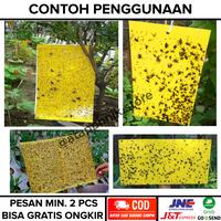 Gambar yellow trap perangkap serangga hama hidroponik dari Atapponik Store Kota Surabaya 3 Tokopedia
