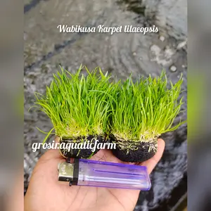 liliopsis karpet aquascape-hiasan aquarium