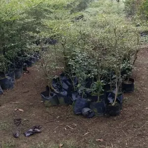 bibit tanaman ketapang kencana murah cantik