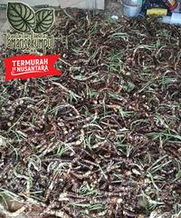 Gambar BONGGOL ALOCASIA DRAGON SCALE KILOAN dari tamansekumpul Kota Samarinda 2 Tokopedia