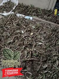 Gambar BONGGOL ALOCASIA DRAGON SCALE KILOAN dari tamansekumpul Kota Samarinda 4 Tokopedia