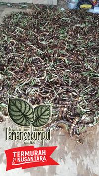 Gambar BONGGOL ALOCASIA DRAGON SCALE KILOAN dari tamansekumpul Kota Samarinda 3 Tokopedia